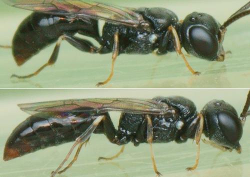 Passaloecus vandeli